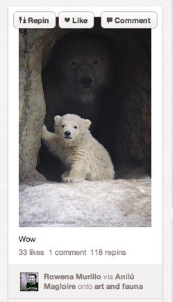 Cute animal pictures on Pintrest