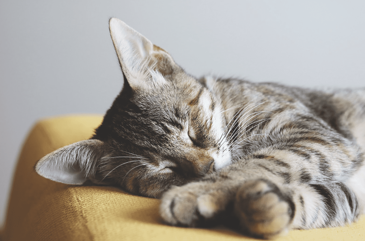 Sleeping kitty