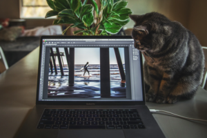 Cat looking at MacBook Pro