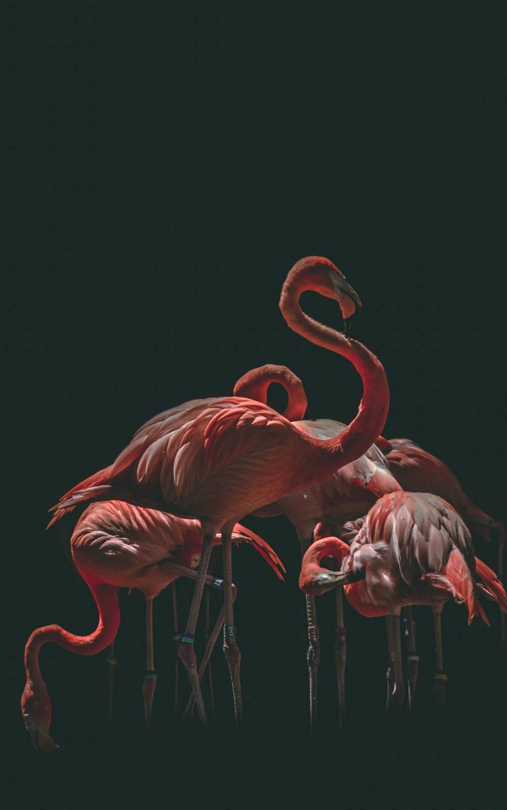 Flamingos