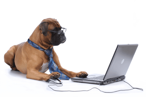 dog on laptop