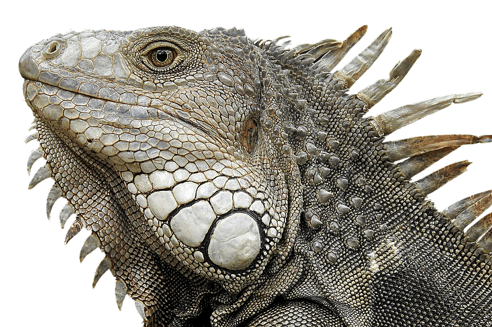 iguana